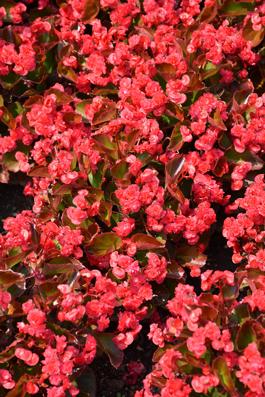 Doublet Red Begonia (Begonia 'Doublet Red') at The Growing Place