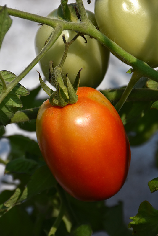 Roma Tomato (Solanum lycopersicum 'Roma') at The Growing Place