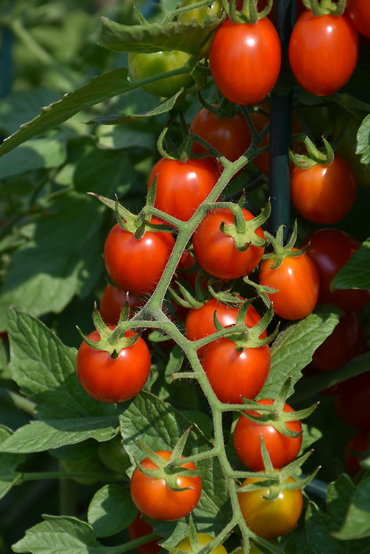 Grape Tomato (Generic) (Solanum lycopersicum 'Grape') at The Growing Place