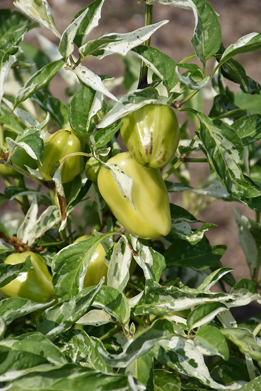 Confetti Pepper (Capsicum annuum 'Confetti') at The Growing Place