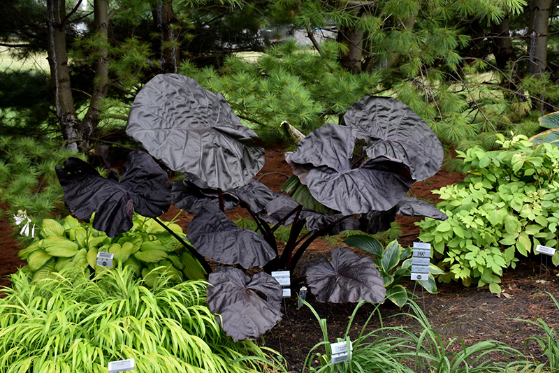 Black Swan Elephant Ear (Colocasia 'Black Swan') at The Growing Place