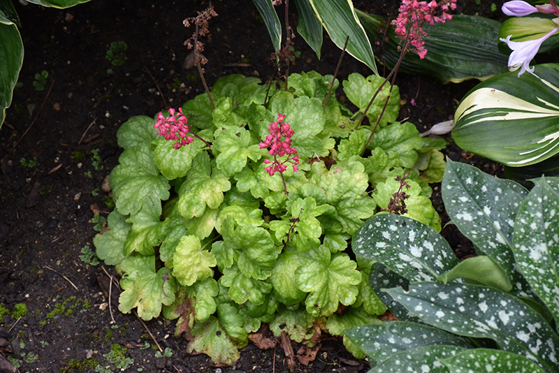 Timeless Glow Coral Bells (Heuchera 'Timeless Glow') at The Growing Place