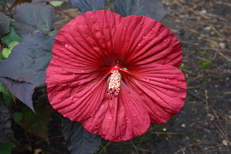 Summerific Holy Grail Hibiscus (Hibiscus 'Holy Grail') at The Growing Place