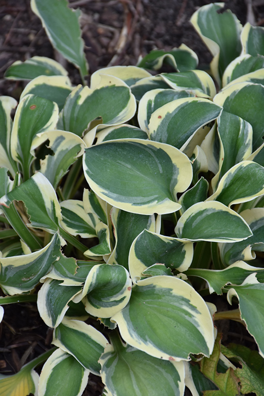 Mighty Mouse Hosta (Hosta 'Mighty Mouse') at The Growing Place