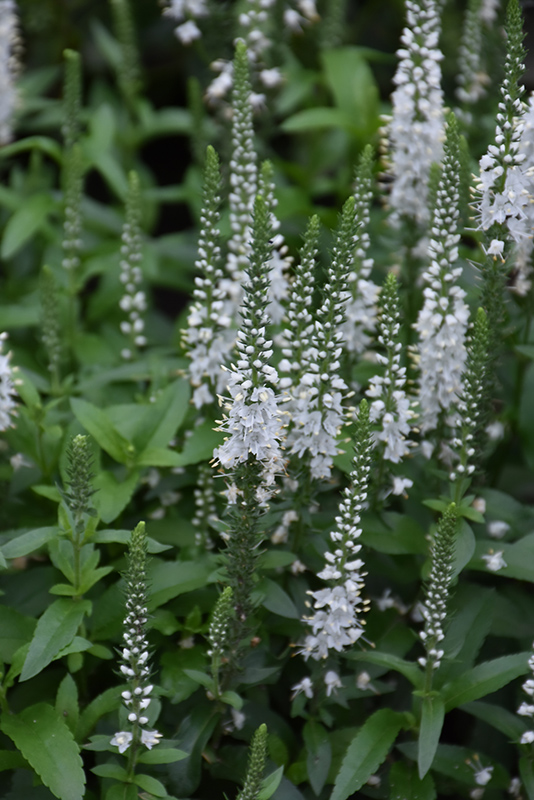 White Wands Speedwell (Veronica 'White Wands') at The Growing Place