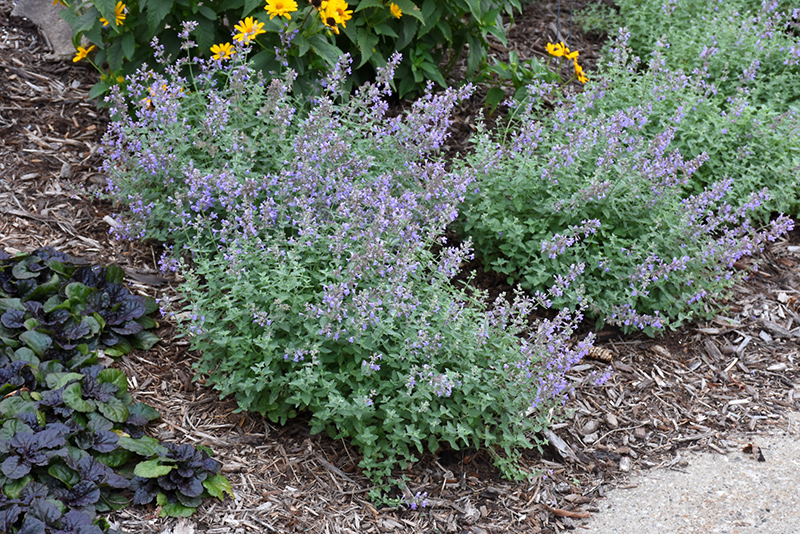 Purrsian Blue Catmint (Nepeta x faassenii 'Purrsian Blue') at The Growing Place