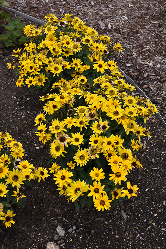 Tuscan Gold False Sunflower (Heliopsis helianthoides 'Inhelsodor') at The Growing Place