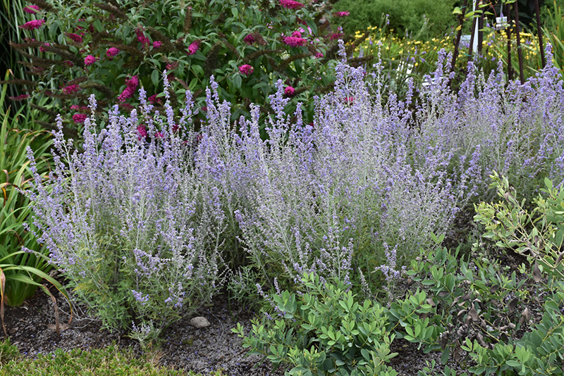 Blue Jean Baby Russian Sage (Perovskia atriplicifolia 'Blue Jean Baby') at The Growing Place