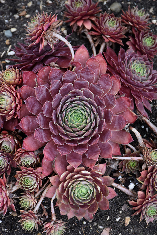 Peggy Hens And Chicks (Sempervivum 'Peggy') at The Growing Place