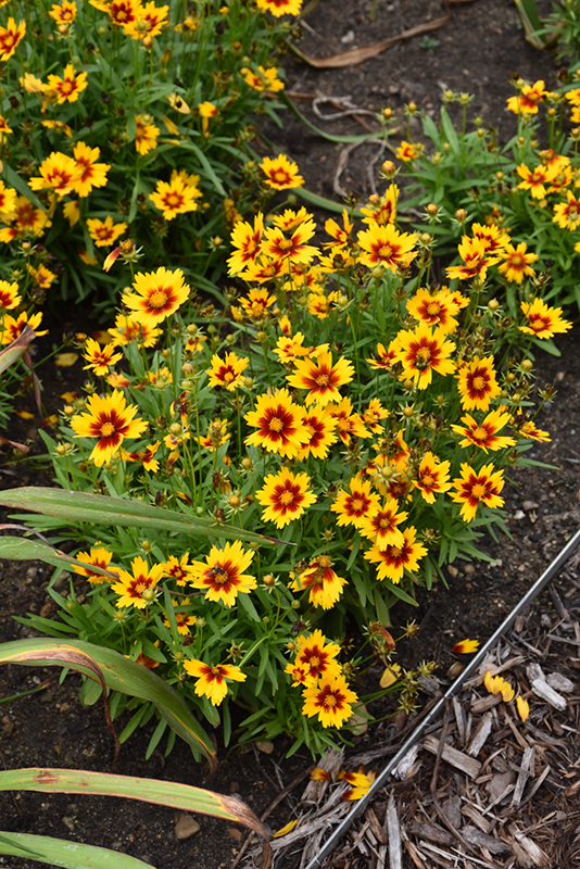 UpTick Gold and Bronze Tickseed (Coreopsis 'Baluptgonz') at The Growing Place