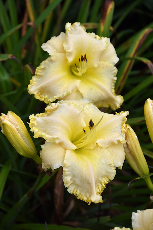 Marquee Moon Daylily (Hemerocallis 'Marquee Moon') at The Growing Place