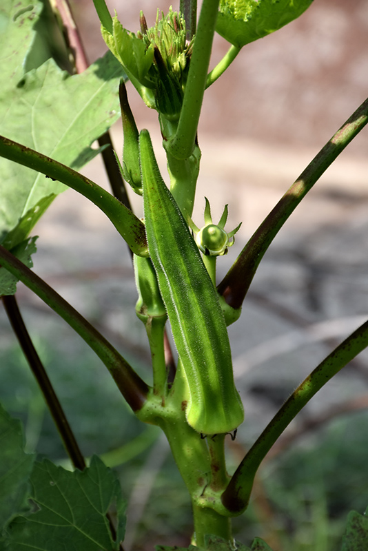 Okra (Abelmoschus esculentus) at The Growing Place