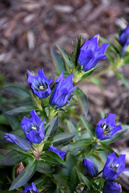 True Blue Gentian (Gentiana 'True Blue') at The Growing Place