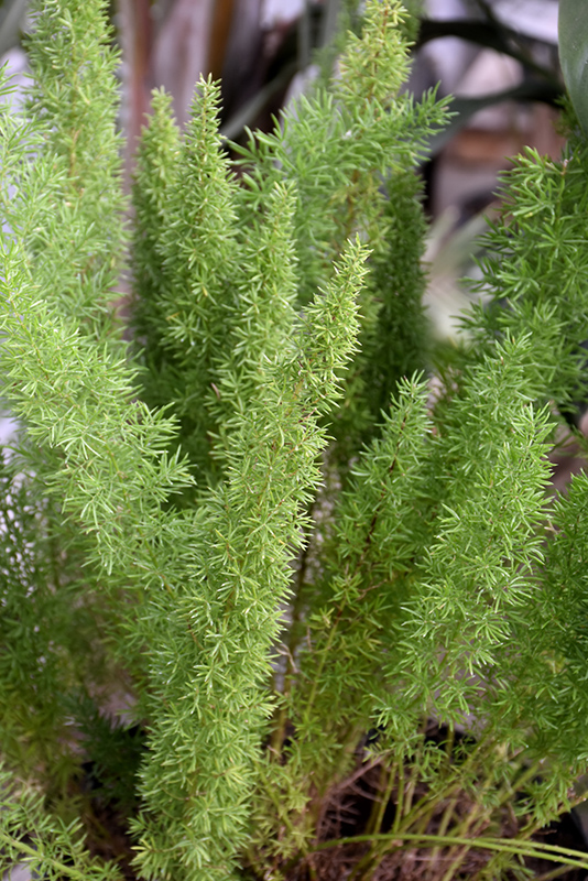 Myers Foxtail Fern (Asparagus densiflorus 'Myers') at The Growing Place