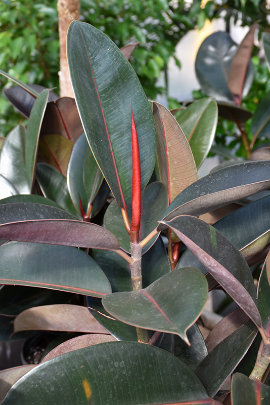 Burgundy Rubber Tree (Ficus elastica 'Burgundy') at The Growing Place