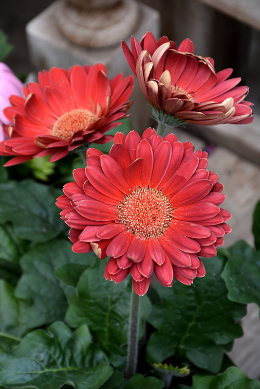Red Gerbera Daisy (Gerbera 'Red') at The Growing Place