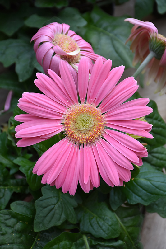 Pink Gerbera Daisy (Gerbera 'Pink') at The Growing Place