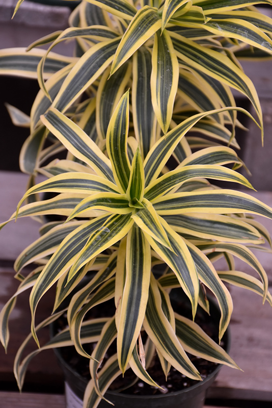 Song of India Plant (Dracaena reflexa 'Song of India') at The Growing Place
