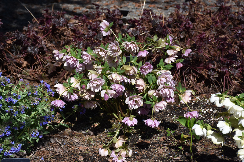 Peppermint Ice Hellebore (Helleborus 'Peppermint Ice') at The Growing Place