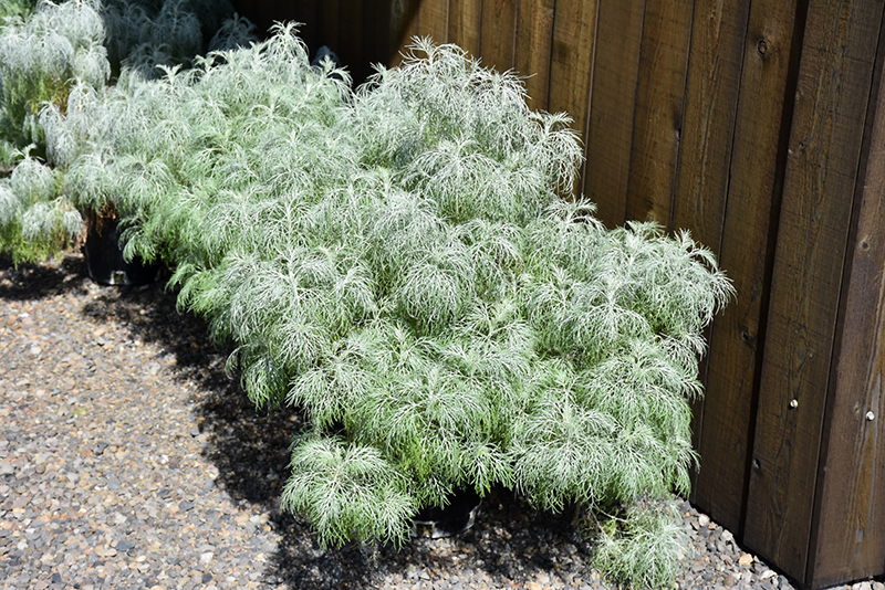 Makana Silver Artemesia (Artemisia mauiensis 'TNARTMS') at The Growing Place