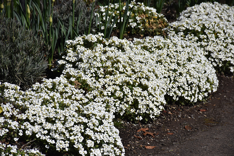 Snowfix Wall Cress (Arabis caucasica 'Snowfix') at The Growing Place