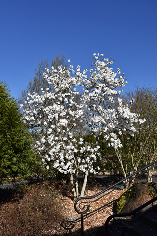 Royal Star Magnolia (Magnolia stellata 'Royal Star') at The Growing Place