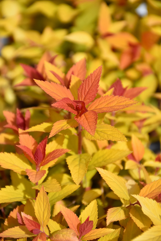 Double Play Candy Corn Spirea (Spiraea japonica 'NCSX1') at The Growing Place