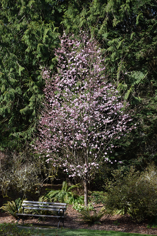 Pink Flair Sargent Cherry (Prunus sargentii 'JFS-KW58') at The Growing Place