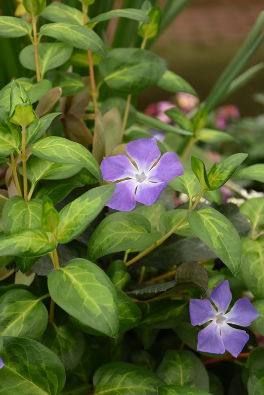 Maculata Periwinkle (Vinca major 'Maculata') at The Growing Place