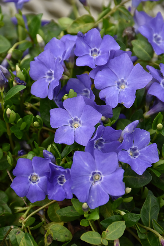 Bowles Periwinkle (Vinca minor 'Bowles') at The Growing Place