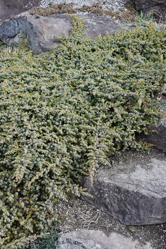 Silver Mist Juniper (Juniperus conferta 'Silver Mist') at The Growing Place