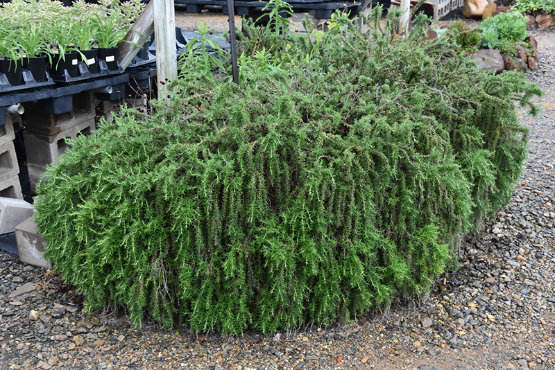 Trailing Rosemary (Rosmarinus officinalis 'Prostratus') at The Growing Place