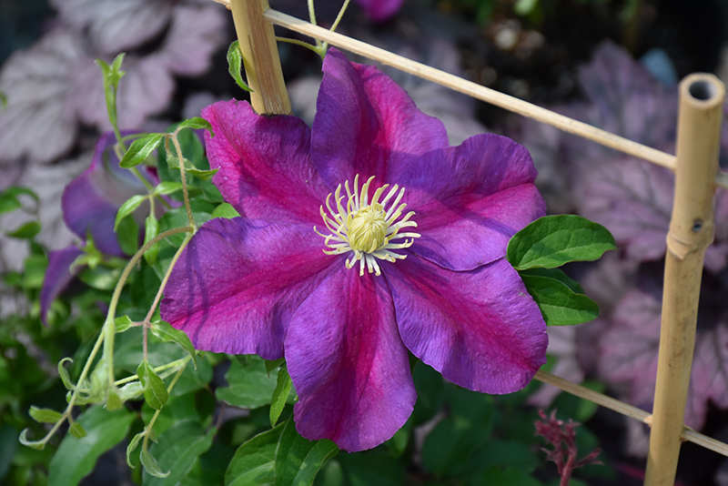 Sunset Clematis (Clematis 'Sunset') at The Growing Place