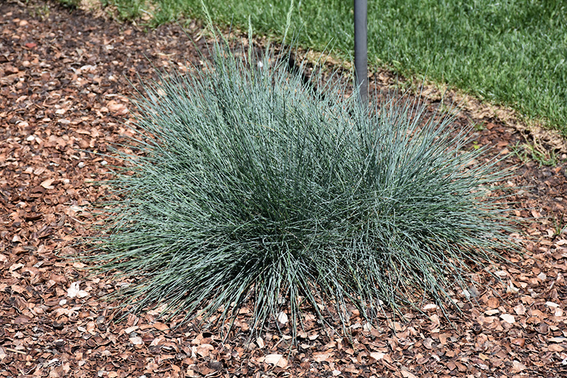 Cool As Ice Blue Fescue (Festuca glauca 'Cool As Ice') at The Growing Place