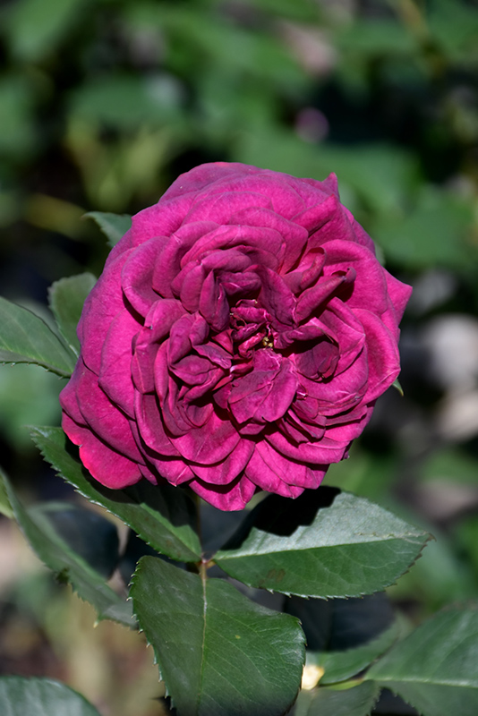 Celestial Night Rose (Rosa 'WEKebtigrad') at The Growing Place
