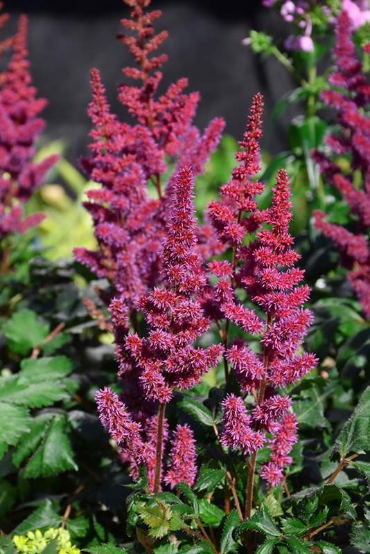 Visions in Red Chinese Astilbe (Astilbe chinensis 'Visions in Red') at The Growing Place