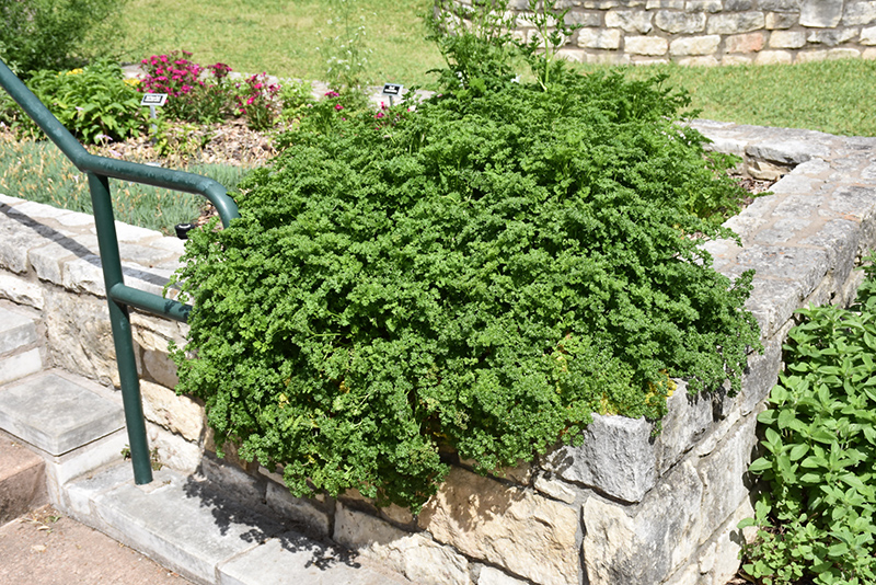 Parsley (Petroselinum crispum) at The Growing Place