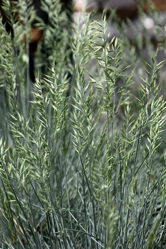 Cool As Ice Blue Fescue (Festuca glauca 'Cool As Ice') at The Growing Place