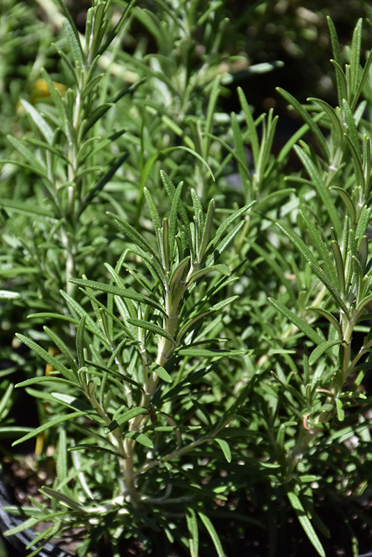 Hill Hardy Rosemary (Rosmarinus officinalis 'Hill Hardy') at The Growing Place