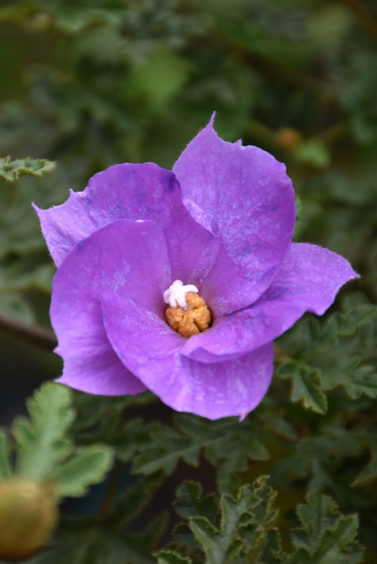 Lilac Hibiscus (Alyogyne huegelii) at The Growing Place