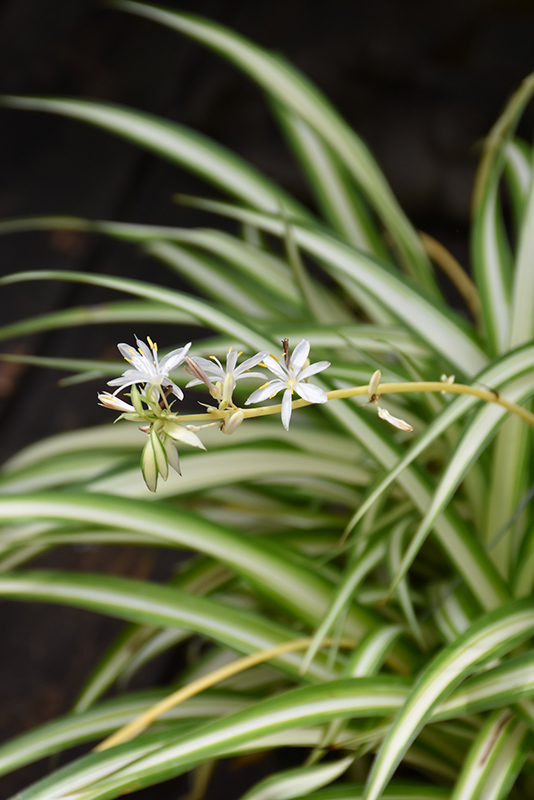 Spider Plant (Chlorophytum comosum) at The Growing Place