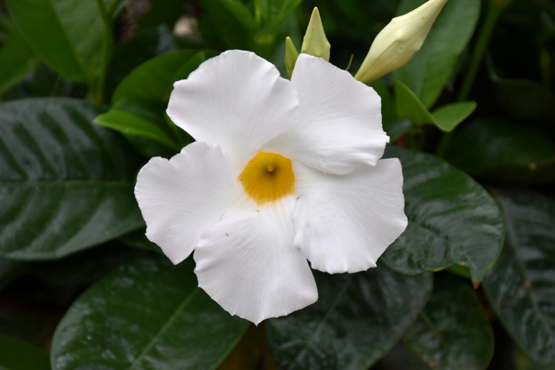 White Mandevilla (Mandevilla 'White') at The Growing Place