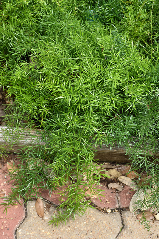 Sprengeri Asparagus Fern (Asparagus densiflorus 'Sprengeri') at The Growing Place