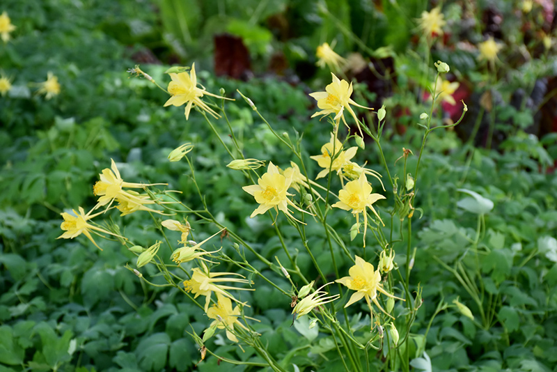 Golden Columbine (Aquilegia chrysantha) at The Growing Place