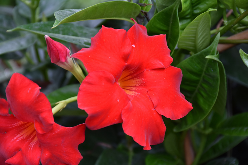 Red Mandevilla (Mandevilla 'Red') at The Growing Place