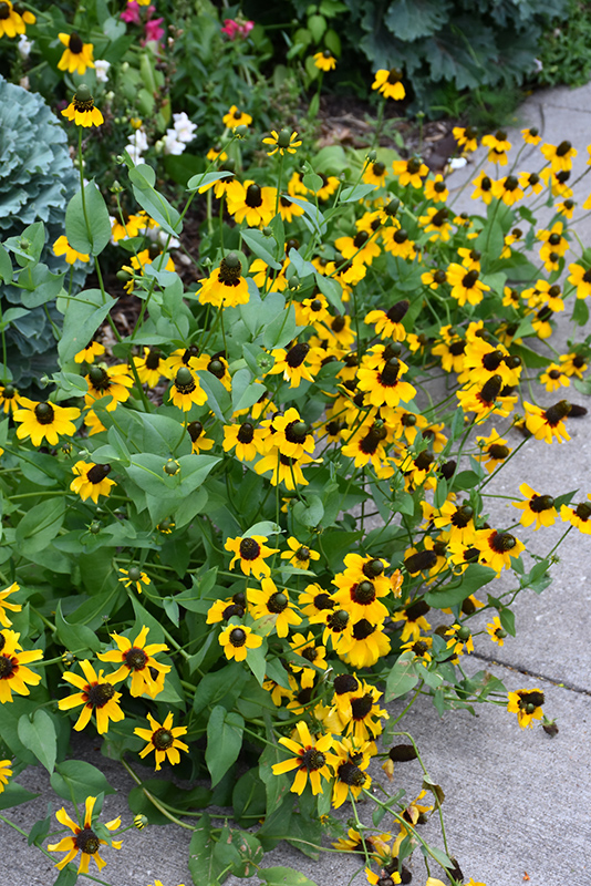 Giant Coneflower (Rudbeckia maxima) at The Growing Place