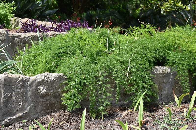 Sprengeri Asparagus Fern (Asparagus densiflorus 'Sprengeri') at The Growing Place