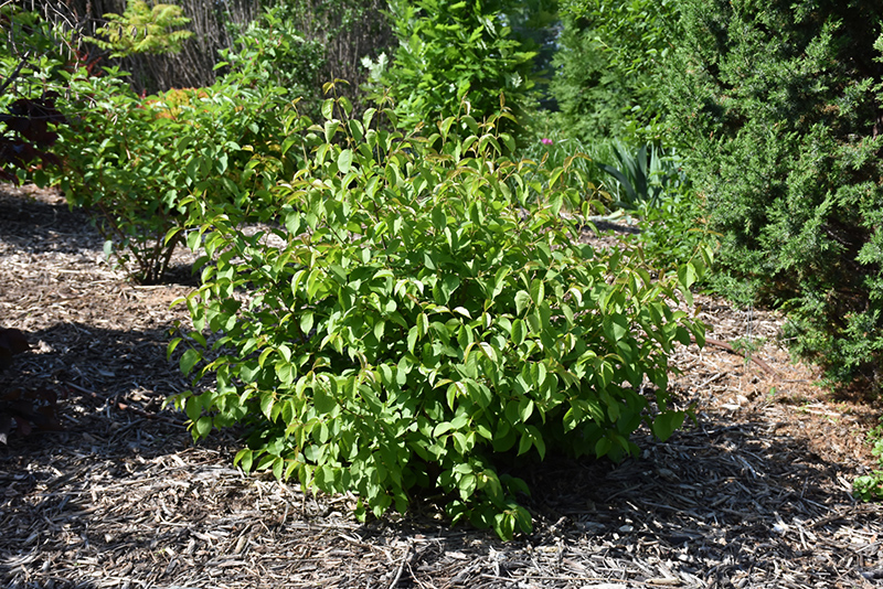HomeFree Nannyberry Viburnum (Viburnum lentago 'HomeFree') at The Growing Place