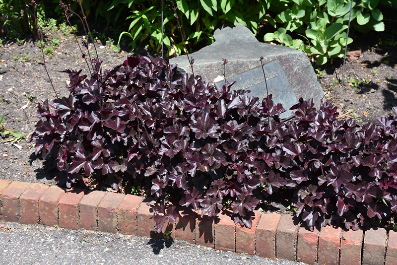 Obsidian Coral Bells (Heuchera 'Obsidian') at The Growing Place