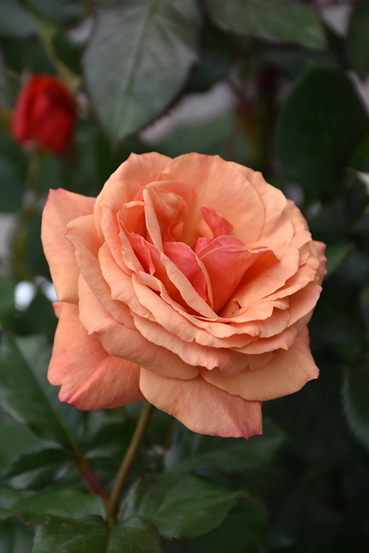 Anna's Promise Rose (Rosa 'WEKdoofat') at The Growing Place